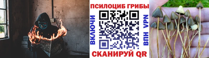 Галлюциногенные грибы ЛСД Пошехонье